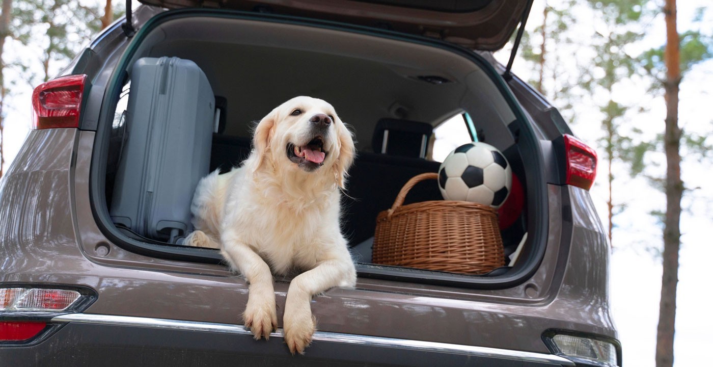 Traveling with Pets? These Car Accessories Make It a Breeze